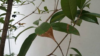 移植的金桂花树叶尖枯黄