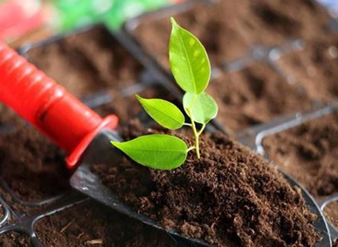 怎么使用生物菌肥才能让土壤肥沃 改良土壤用生物菌肥有作用吗