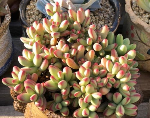 无孔的花盆怎么栽培多肉植物 控制浇水频率,很快爆盆