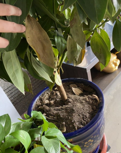 夏季普遍高温,2种 肥料 不要给植物用,不然会招虫,还会烧根