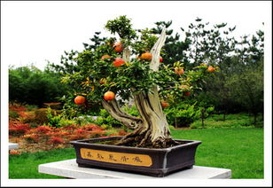 石榴树盆景修剪方法