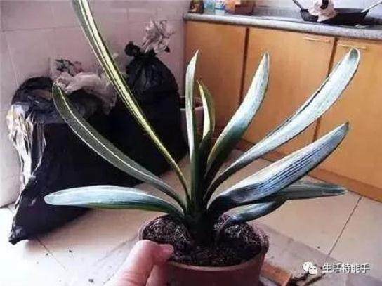 图解 君子兰正确换盆方法 5幅