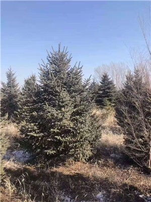 四季玫瑰小苗大量种植批发基地无乌苏