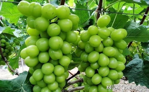 什么土壤适合种植葡萄-什么土地适合种植葡萄