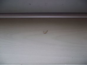 家里卧室出现小白虫子谁知道是什么虫子怎么消灭,1个星期出现3次一共5条了,房顶墙上窗台都有