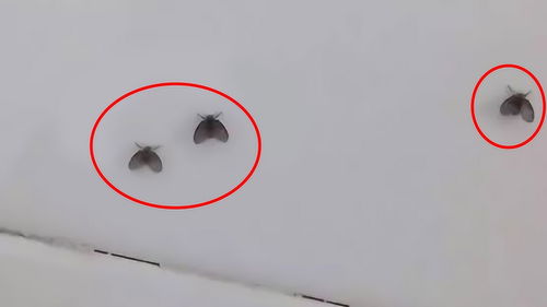 家里到处都是小飞虫,比蚊子还讨厌,教你一招,几分钟就能全消灭