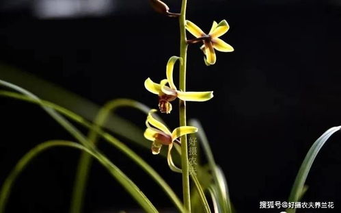 什么树皮种兰花更好 学会处理松树皮,养蕙兰一年都不用施肥