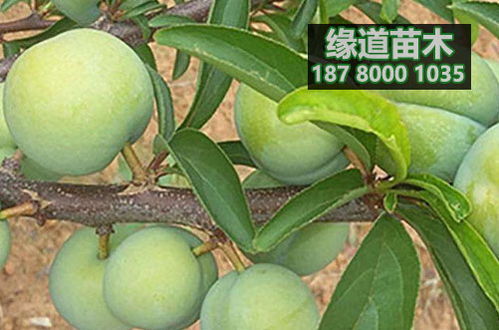 成都黄页88网