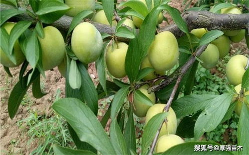 李子树结果枝图解,李子树结果枝是怎么样的