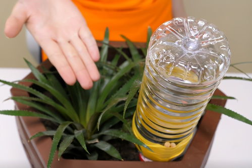 出差没人浇花怎么办 教你自制自动浇花器,30天不在家都不怕