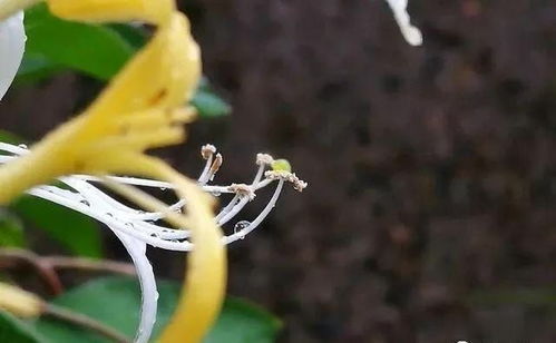 盆栽金银花容易开花吗3句话就可以学会如何种植金银花
