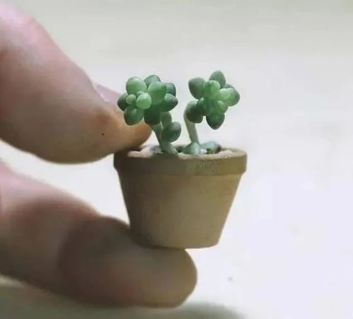 关于养护多肉,其实花盆的选择是很重要的