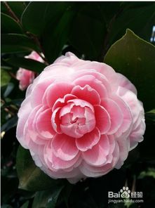 茶花烂根怎么救治