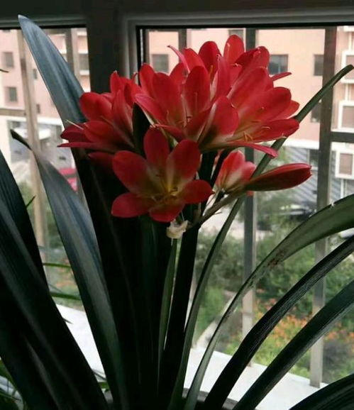 无根的君子兰怎么催根 纯净土 里放一放,小根冒得嗖嗖快