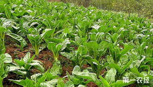 土壤老化怎么办 菜地土壤改良和培肥技术