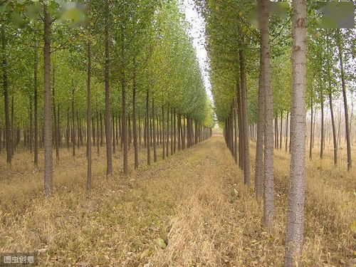 杨树种植栽培技术及病虫害防治措施,促进杨树更好更快的健康生长
