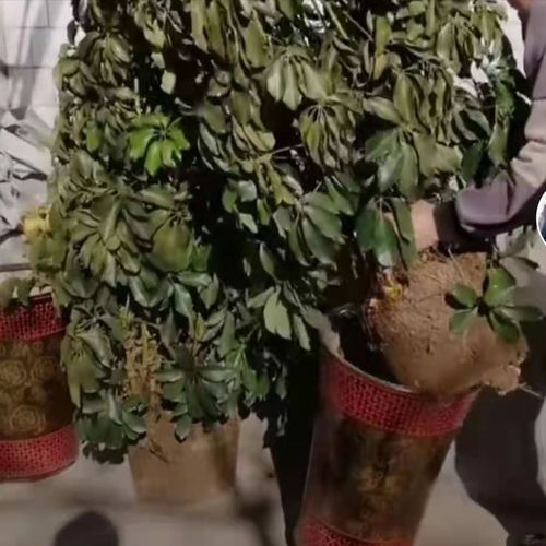 商家真坑人 花盆里塞了一堆泡沫,怪不得养花死翘翘