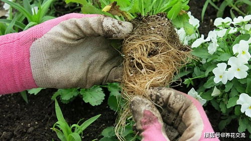 室内盆栽植物移栽和户外植物移栽对比,移栽后如何恢复健康