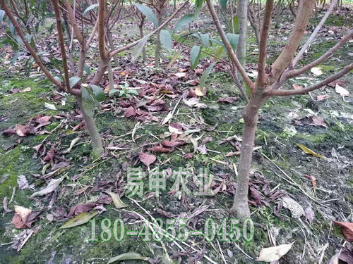 【凤凰李树苗,湖南凤凰李树苗价格,嫁接凤凰李树苗】- 黄页88网