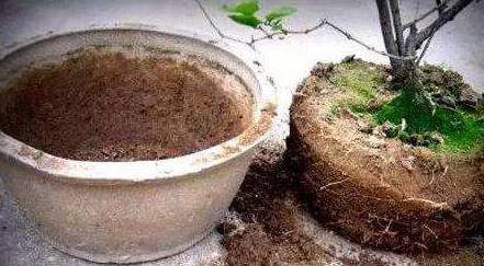 换盆后的 旧土 ,简单一处理,就是上好的营养土,啥花的能养 花卉 小崔 花都