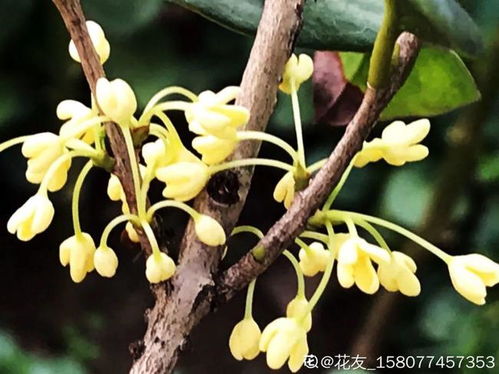 3种开花机器,喷点药水,杆子上全是花