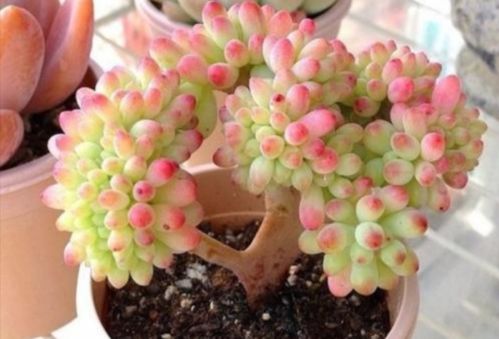 花土问题无小事,牢记3点,养花土不轻易结块,花根长得更壮实