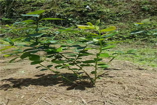 【蓝莓苗果树苗盆栽地栽南北方种植蓝莓树苗蓝莓苗当年结果】-黄页88网