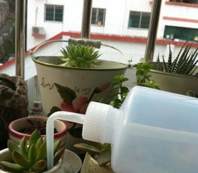 过了冬天,家里多肉 变空盆 ,5个 错误 很多人都犯了