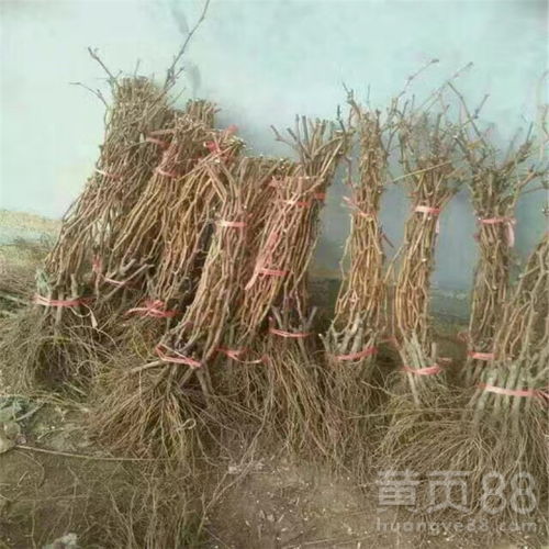 【浙江怎么购买葡萄苗葡萄苗种植基地】- 黄页88网