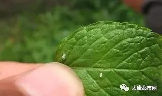 太康这些天漫天飞舞的小飞虫到底是啥 谁管 对人体有害吗