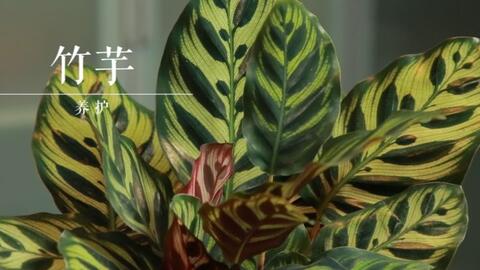 养护经验分享 内附小诀窍