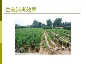 最全的土壤消毒技术资料
