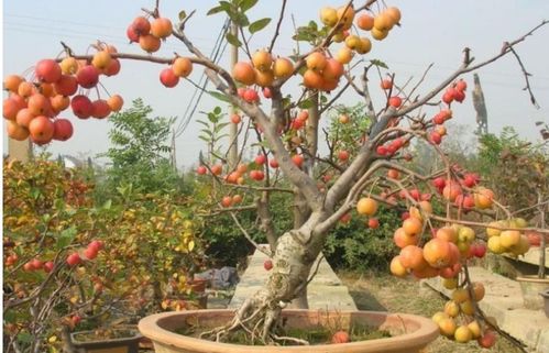 盆栽果树什么样的土壤最好—盆栽果树的土怎么