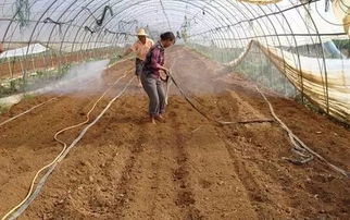 8种给土壤消毒的方法_8种给土壤消毒的方法图片