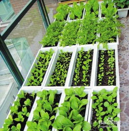 家庭种菜这样施肥最好