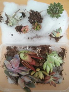 在网上买了十几个带根的多肉,卖家送的土,新手怎么种呢 直接种就好了吗