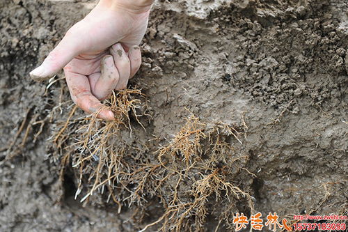 移栽树木生根粉怎么用;移栽树木生根粉的使用方