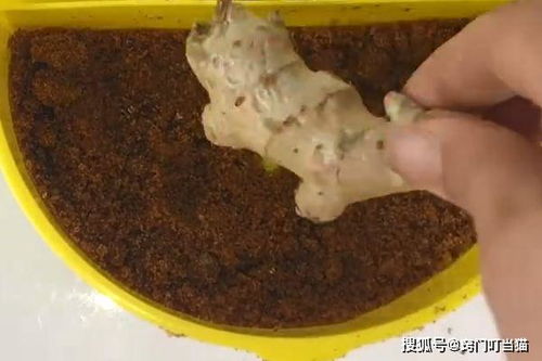 葱姜蒜买多了难保存 教你一个农村 土方法 ,想放多久都行