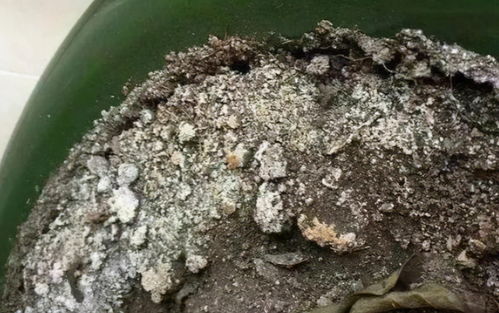 土壤板结只能换盆,平常养花做好3点,就能预防,让土壤更透气
