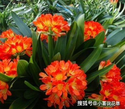 入冬后是君子兰的 关键期 ,教你几个 窍门 ,早学会早开花