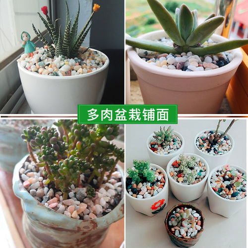 彩石子白石子彩色石头五彩石花盆栽多肉铺面石鱼缸造景装饰小石子