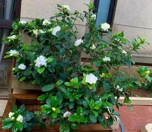 为什么花市卖的花盆土已经干得不行了,但叶子却还是绿油油的呢