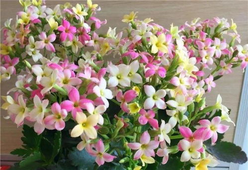 这16种花,水浇勤了,不是黄叶就是掉叶子