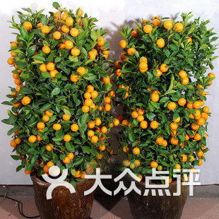 金桔盆栽