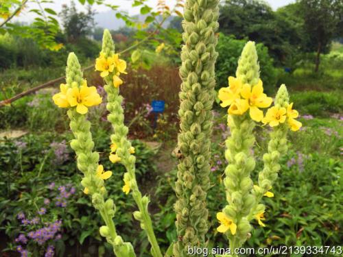 碱性土壤适合种什么植物 