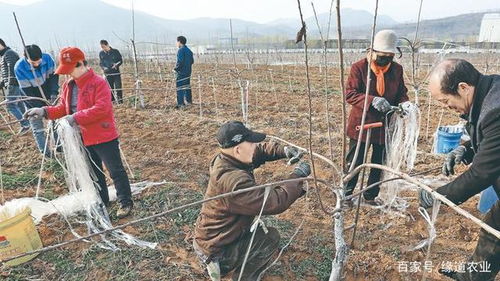 李子树拉枝的最佳时间,为什么要拉枝