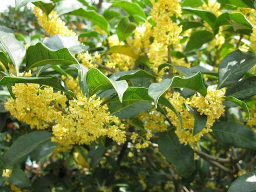 盆栽桂花树用什么盆;盆栽桂花树用什么盆好