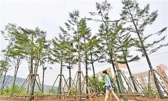 大树反季节移栽的6大养护措施