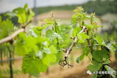 葡萄春季管理3大事 清园防病 抹芽摘心 浇水施肥