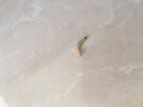 房间里有非常小的白色虫子,房间里有非常小的白
